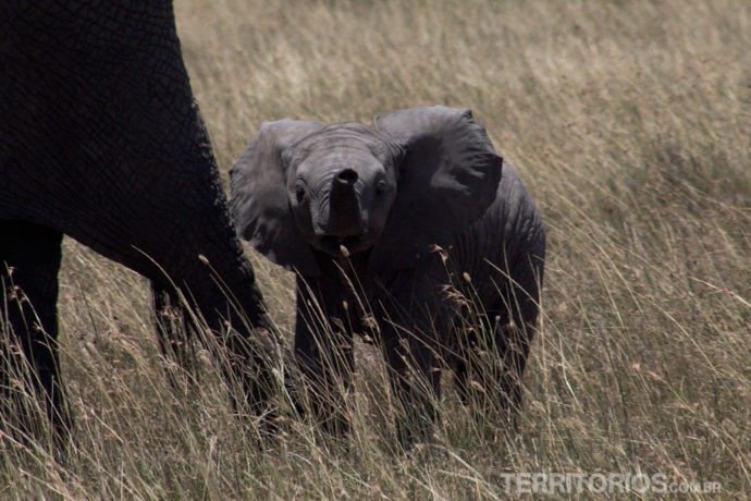 Filhote de elefante recém nascido emociona todos no jipe Filhote de elefante recém nascido emociona todos no jipe