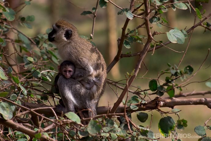 Mamãe babuína agarrada no seu bebê