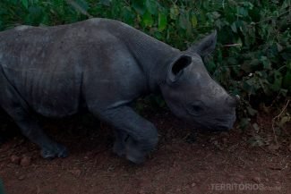 Lewa tem a maior concentração de rhinos em todo mundo