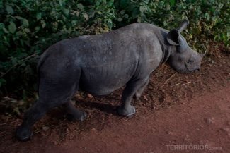 Rinoceronte órfão em Lewa