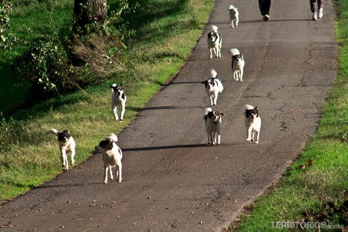 Cachorros correndo em nossa direção