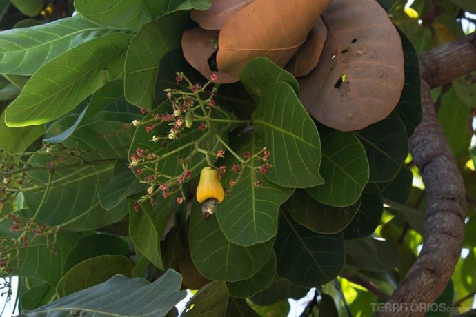 Caju e cajueiro no Jalapão, Tocantins, Brasil Caju e cajueiro no Jalapão, Tocantins, Brasil