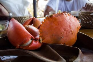 aranguejo maravilhoso Caranguejo maravilhoso