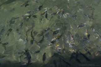 Muitos peixes em busca de comida Muitos peixes em busca de comida
