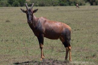 animais africanos: antílope