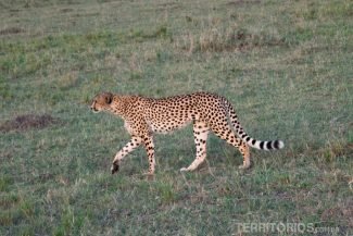 Guepardo caminhando tranquilamente