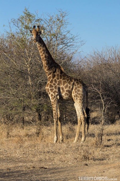 animais africanos: girafa na África do Sul
