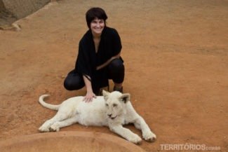 Pra chegar perto assim de leão, só em zoológico. Mas só recomendo para filhotes e em estabelecimentos comprometidos com o bem estar dos animais porque é triste vê-los sedados. Filhote de leão albino