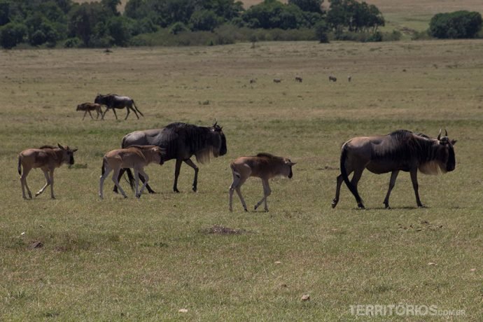 Família de Gnus em Massai Mara, nos meses de agosto e setembro eles são a maioria no parque