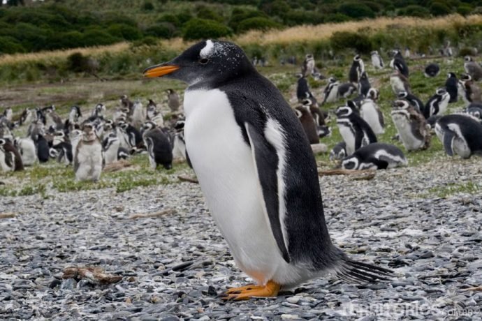 Pinguins na Patagônia Argentina