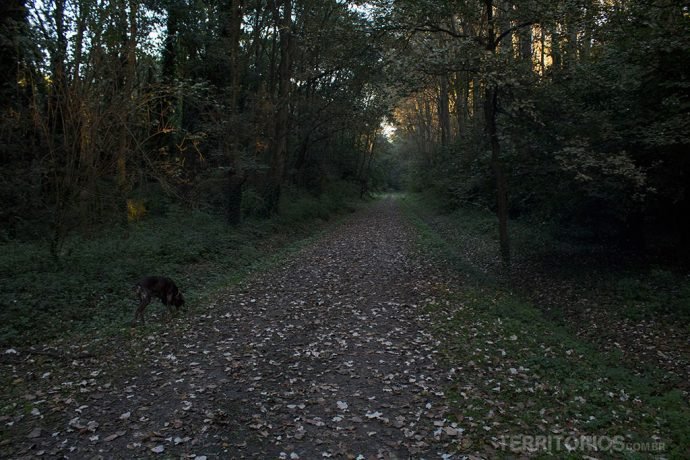 No bosque de SantAgostino