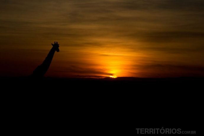 Silhueta da girafa no pôr do sol