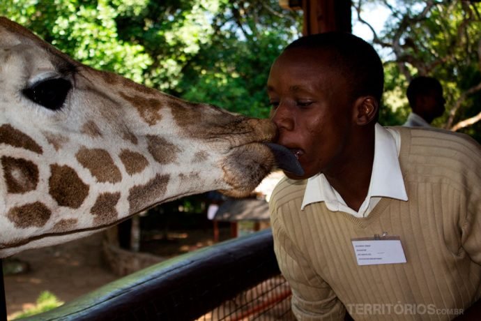 Giraffe Center em Nairóbi Giraffe Center em Nairóbi