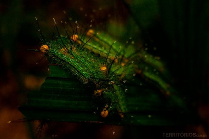 Lagartas no Amazonas