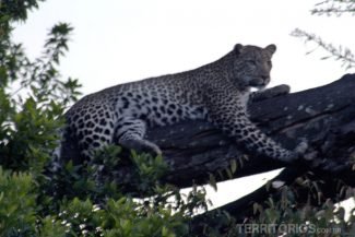 ... do outro lado havia um leopardo. UAU! ... do outro lado havia um leopardo. UAU!