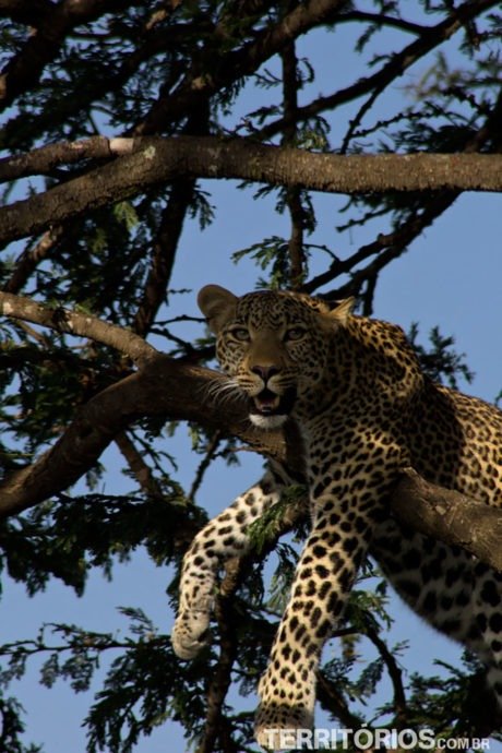 Leopardo em Maasai Mara Leopardo em Maasai Mara