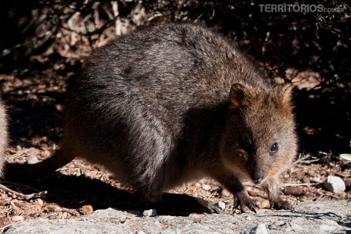 Quokka em Rottnest Island