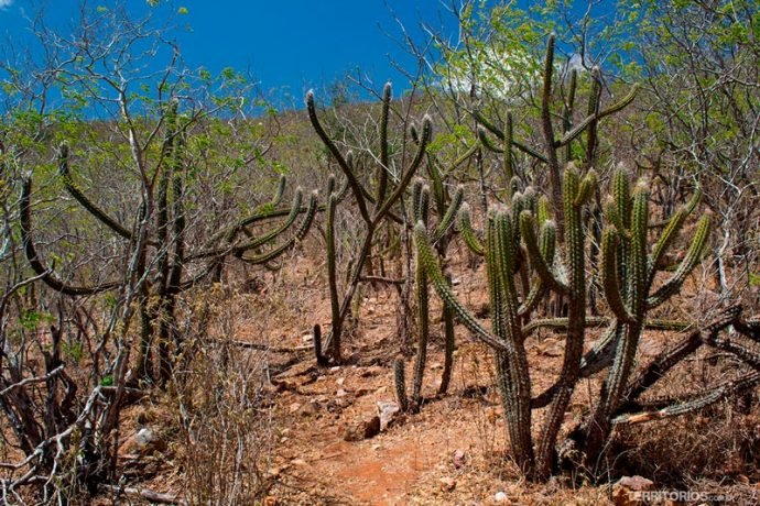 Trilha entre os cactus pela caatinga do sertão