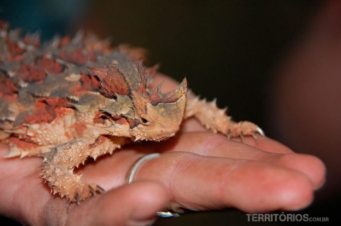 Thorny Devil na Austrália