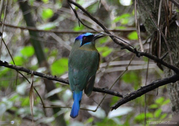 Udu de Coroa Azul Udu de Coroa Azul
