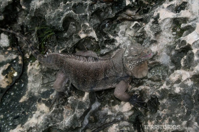 Iguana em Cayo Largo del Sur