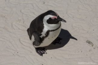 pinguins em Cape Town pinguins em Cape Town