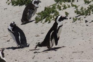 pinguins em Cape Town pinguins em Cape Town