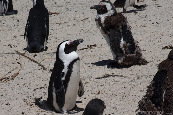 Pinguins adulto e adolescente trocando as plumas atrás