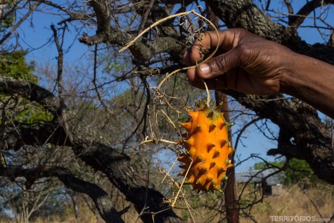 Fruto laranja serve como armadilha para capturar animais porque eles adoram. Principalmente girafas e esquilos