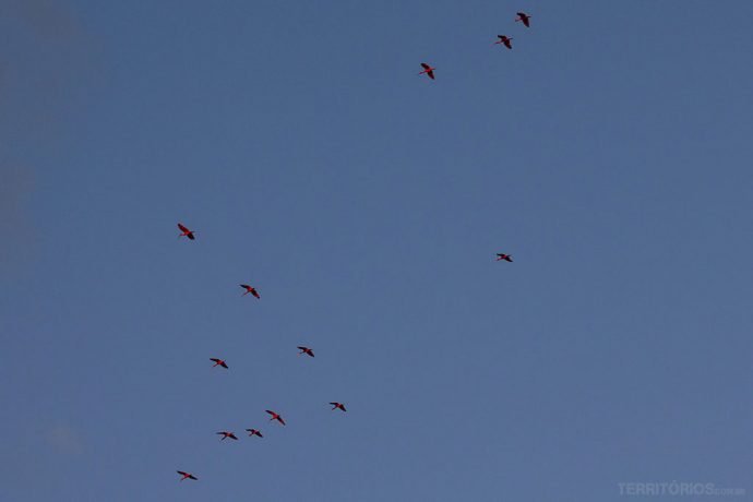 Voo dos guarás no Delta do Parnaíba, entre Piauí e Maranhão - Brasil