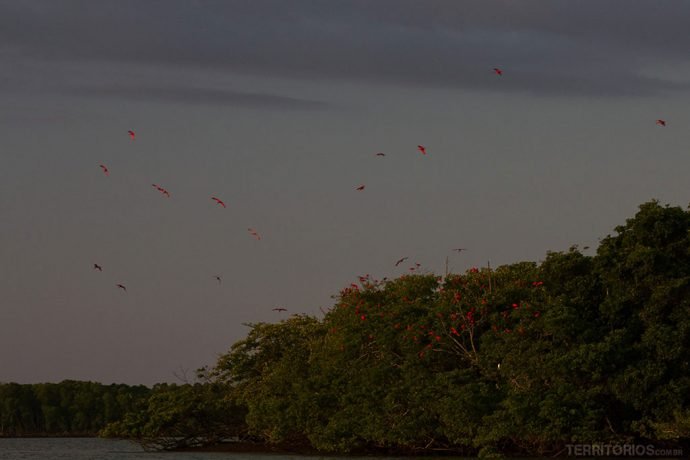 Ilha onde os guarás passam a noite