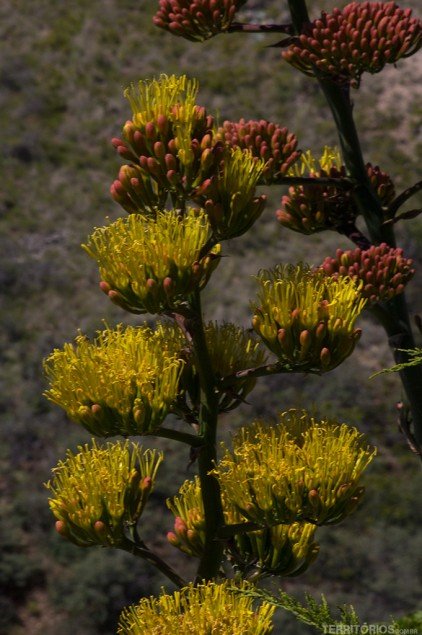 Flores colorem a paisagem em Jerome, Verde Valley - Arizona Flores colorem a paisagem em Jerome