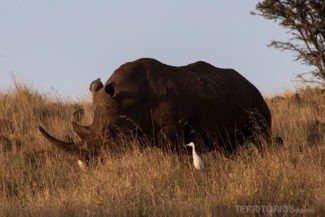 Rinoceronte negro ameaçado de extinção Rinoceronte negro ameaçado de extinção