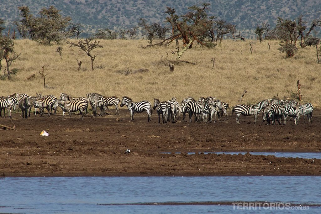 animais africanos: zebra