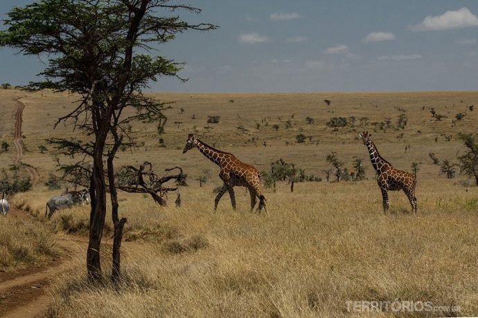 Girafas e zebras no Lewa Wildlife Conservancy