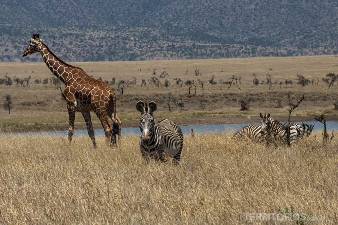 Girafa e zebra grevy