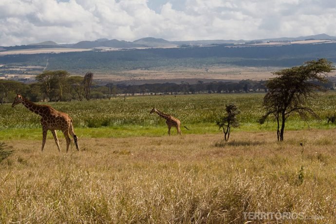 Quênia verde e amarelo em Lewa