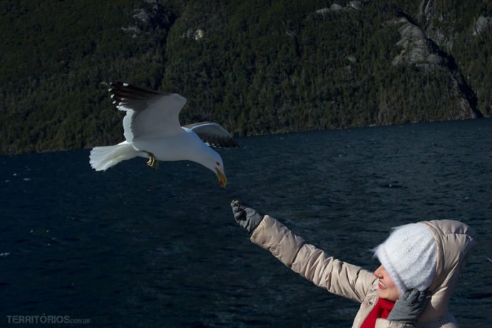 Gaivota no Cruce Andino