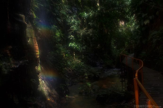 Características do Bioma Amazônia no Complexo Pedra Caída