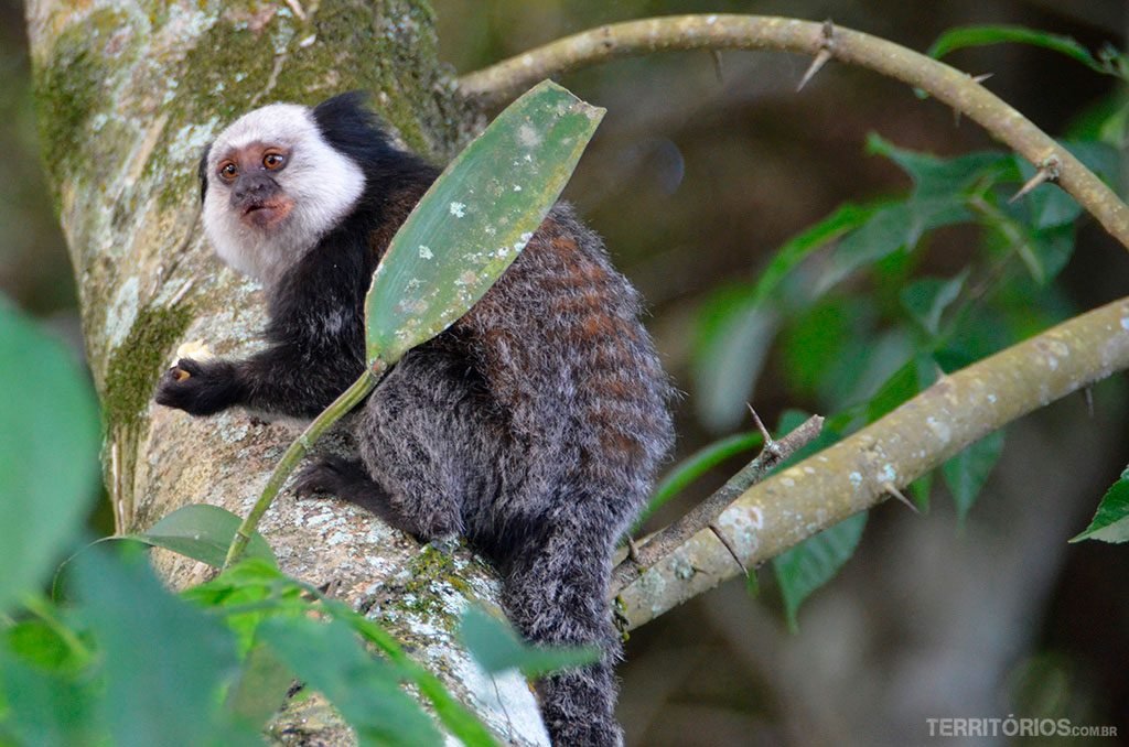 Sagui de cara branca no Parque da Fonte Grande