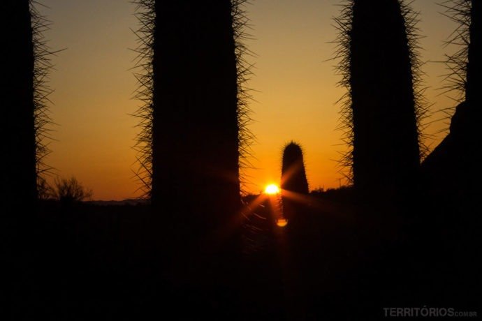 Saguaros no Desert Botanical Garden, Phoenix, Arizona - Estados Unidos