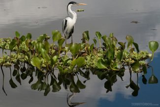 Então o ciclo de sobrevivência recomeça no Pantanal ... Então o ciclo de sobrevivência recomeça no Pantanal ...