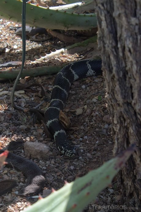 Cobra não venenosa no meio do jardim Cobra não venenosa no meio do jardim