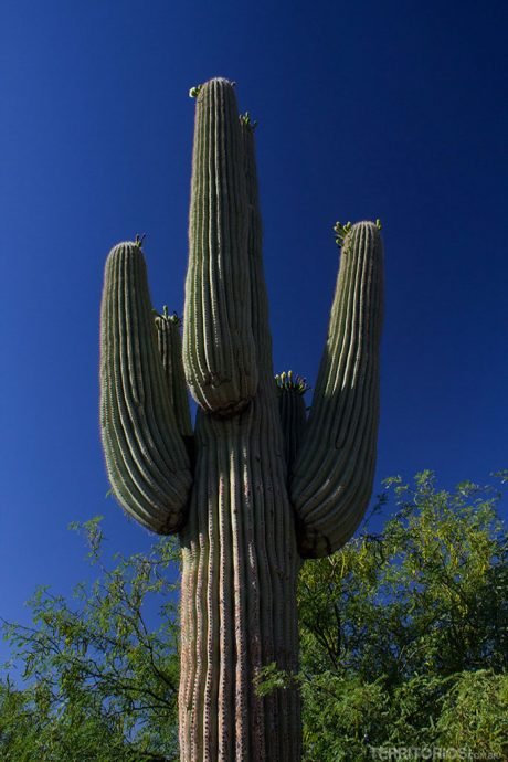 Saguaro é o símbolo do deserto americano Saguaro é o símbolo do deserto americano