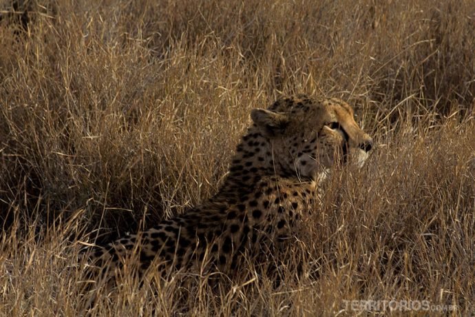 Cheeta em Lewa