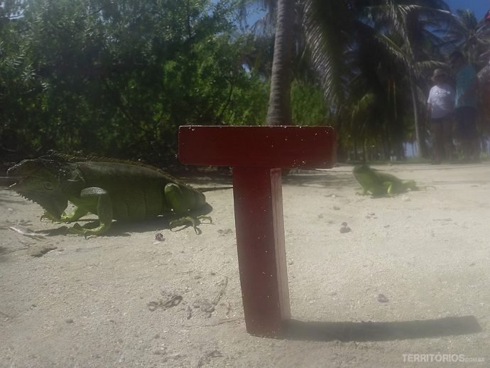 T interagindo com as iguanas de Johnny Cay, em San Andrés