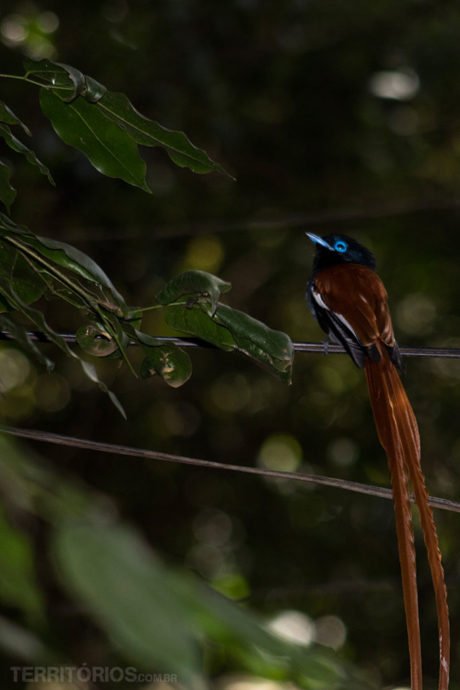 Flycatcher em Nairóbi Flycatcher em Nairóbi