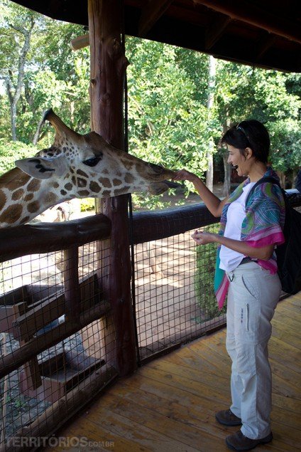 Interagindo com a girafa em Nairóbi, no Quênia Interagindo com a girafa em Nairóbi