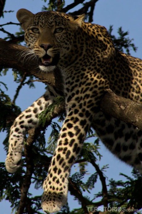 Leopardo em Maasai Mara - Quênia