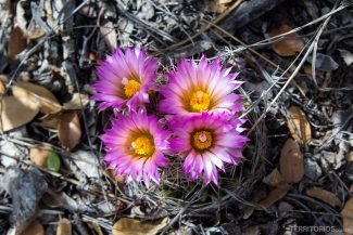 Cactos em flores Cactos em flores